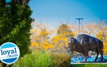 Zoom image: Bison in front of CFA wall paper