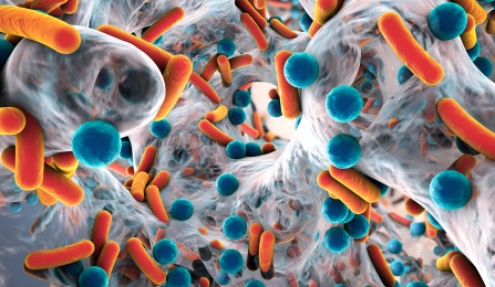 bacteria and antibiotics microscopic analysis. 